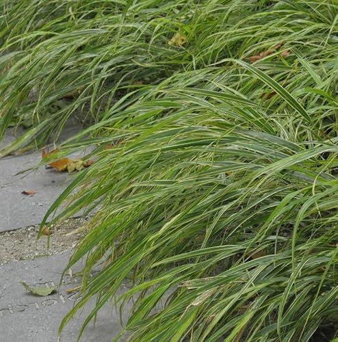 Japan Silberbandgras - großer Topf - Hakonechloa macra