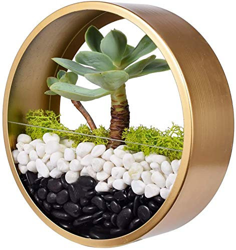 Ecosides 8 inch Modern Round Metal Glass Succulent Wall Hanging Planter,Indoor Decor Iron Wall Plants Pot Wall Terrarium Wall Vase Wall-Mounted Planter Vertical Container Air Plant Holder,Gold