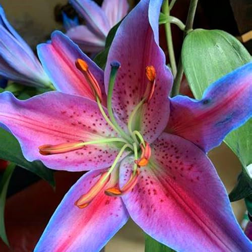 Lily Bulbs for Planting Now UK,Lily Bulbs Potted,Bedding,Plants,Rhizome,Ornamental,Resistant,Gorgeous,Balcony Garden Bulbs-2bulbs-C