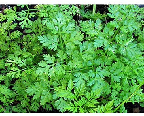 Winter Chervil Seeds (30+ Seed Package)
