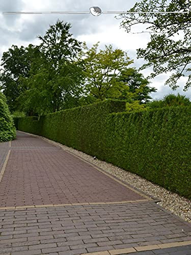 Thuja plicata Martin 120-140 cm. 8 Thuja Koniferen. Winterhart & Immergrün