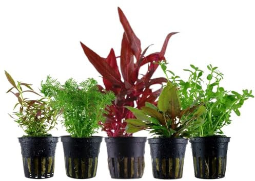 AquaOne Aquarium Pflanzen I 5X Wasserpflanzen I Mittelgrund Aquarienpflanzen I Cryptocoryne Bacopa Limnophila Hydrocotyle I Set mit 5 Mittelgrundpflanzen