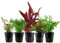 AquaOne Aquarium Pflanzen I 5X Wasserpflanzen I Mittelgrund Aquarienpflanzen I Cryptocoryne Bacopa Limnophila Hydrocotyle I Set mit 5 Mittelgrundpflanzen