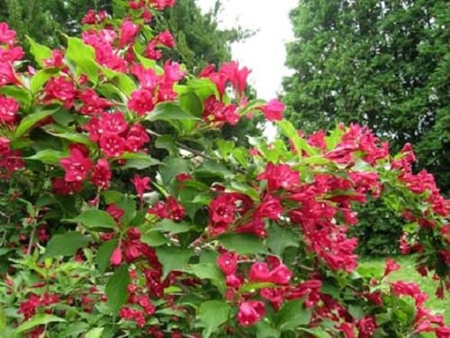 Direct Plants Weigela Red Prince Garden Shrubs Pack of 3