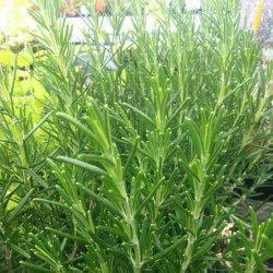 Romarin arbustif - Rosmarinus officinalis (lot de 3 pieds)