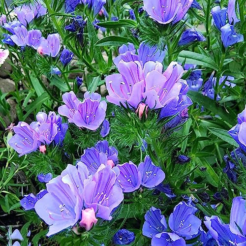 350 pcs samen natternkopf pflanze kaufen - pflanzensamen blumendeko,Echium vulgare, bio saatgut blumenwiese wiesenblumen samen plants praktische geschenke balkon pflanzen winterfest