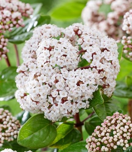 BALDUR Garten 1x Viburnum 'Rock 'n Rolla®', Pflanze im 9x9 cm-Topf | immergrüner Winterblüher, duftende Blüten & dekorative Beeren, winterhart & mehrjährig, Viburnum tinus, Zierstrauch