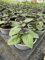 Strauchbasilikum Magic Blue Ocimum basilicum im 12cm Topf
