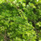 150 pcs Ulme Samen, Ulmus pumila, baumsamen, pflanzensamen geschenk Ulme Baum Kaufen Samen, baumsamen, zimmerpflanzen balkon pflanzen, kübelpflanzen winterhart bonsai topf, garten