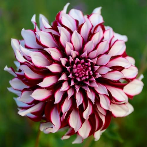 Bulbs (tuberous roots) from DAHLIA | Bulbs from the best Dutch producers | Selection and control | Guaranteed flowering (2 Dahlia Tartan)