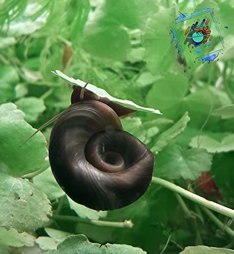Topbilliger Tiere Posthornschnecken Der lebende ALGEN ENTFERNER für den Gartenteich! GESUNDHEITS Polizei im Gartenteich! 3X