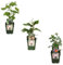BIO Obstpflanzen Mix Set - Feige - Kiwi - Bromberee - 3 Sorten