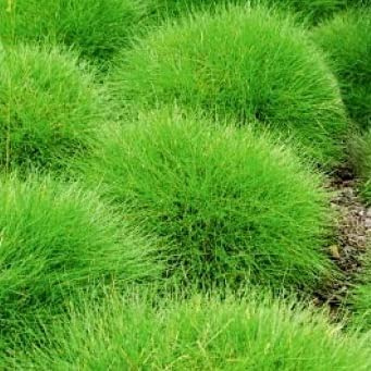 6x Zwerg Bärenfell-Schwingel 'Pic Carlit' - Festuca gautieri 'Pic Carlit' - Topf 9x9cm - Kompaktes Ziergras