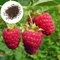 Luojuny Graines de Framboise Rouge, 20 Pcs Graines de Framboise Rouge Comestibles Nutritif Non-OGM Jardin Extérieur Cour Graines De Fruits Fournitures De Jardin des graines