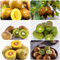 10 pcs kiwibeeren pflanze kaufen samen - bonzai baum pflanztopf winterharte kübelpflanzen Actinidia chinensis, säulenobstbäume hochbeet balkon exotische samen obst samen balkonpflanzen