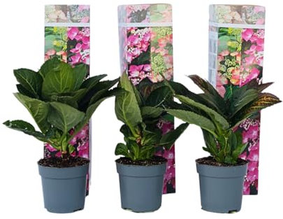 Plant in a Box - Hydrangea macrophylla Teller 'Red Bull' - 3er Set - Hortensie - Rosa Winterhart - Topf 9cm - Höhe 25-40cm
