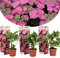 Plant in a Box - Hydrangea macrophylla Teller 'Red Bull' - 3er Set - Hortensie - Rosa Winterhart - Topf 9cm - Höhe 25-40cm