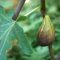 Ficus carica Lungo dal Portogallo varietà di fico 20 semi freschi