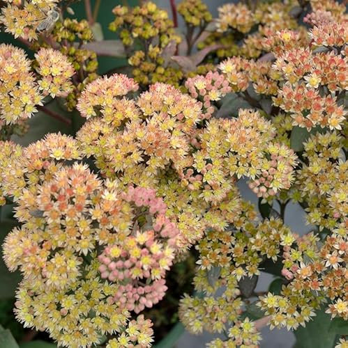 Große Fetthenne Yellow Xenox - Sedum telephium
