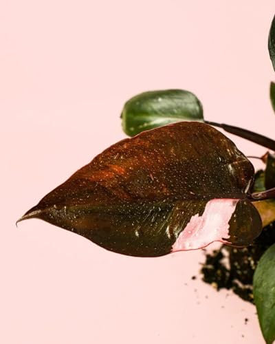 Philodendron Pink Princess M | Planta Natural Interior | Pur Plant