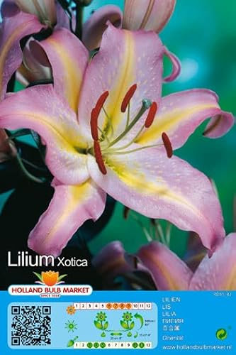 Lilienzwiebeln : Lilien Lilium orientalis Orientalische Lilie Xotica 1 Blumenzwiebeln