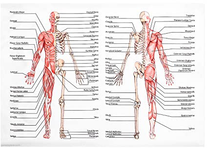 ULTECHNOVO Anatomisches Poster Learning Muscular Skelettsystem Laminated Human Skeleton Muscle Anatomy (69,9 x 49,9 cm)