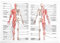ULTECHNOVO Anatomisches Poster Learning Muscular Skelettsystem Laminated Human Skeleton Muscle Anatomy (69,9 x 49,9 cm)