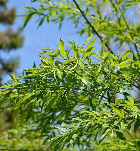 Japanische Drachenweide Golden Sunshine 20-30cm - Salix udensis - lebende Gartenpflanze aus den Baumschulen