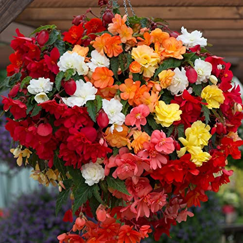 Begonia x tuberhybrda ‘Illumination Mixed’ Garden Easy to Grow Half-Hardy Perennial Plants Summer 1x Hanging Basket Flowering Pre-Planted Basket 25cm by Thompson and Morgan