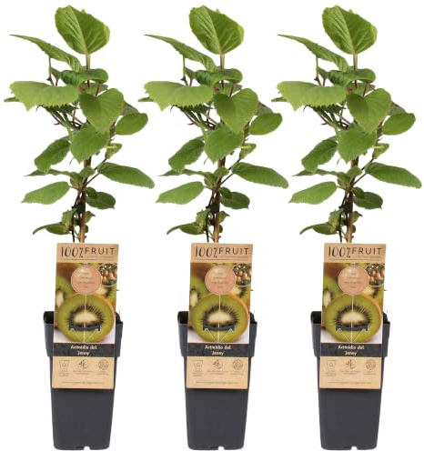 Pianta di Kiwi Actinidia Jenny da Esterno - Pianta Vigorosa di Kiwi in Vaso Pronta per il Giardino