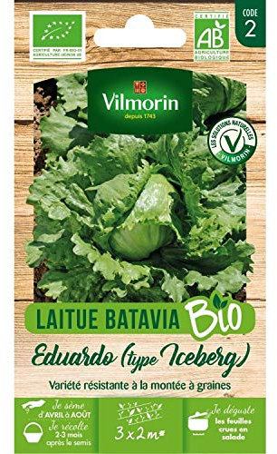 Vilmorin - Laitue Batavia Bio Eduardo (Type Iceberg)