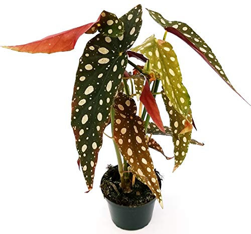 POWERS TO FLOWERS - BEGONIA MACULATA, pianta vera
