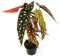 POWERS TO FLOWERS - BEGONIA MACULATA, pianta vera