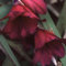 Perfect Plants Dierama ‘Blackbird’ – Angel’s Fishing Rod Perennial with Deep Purple Bell-Shaped Flowers – 7cm Pot – Hardy Garden Plant for Borders & Containers