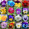 150 Stück samen stiefmütterchen pflanzen winterhart - Seltene Pflanzenserie - mix bodendecker winterhart mehrjährig mini garten blumensamen mischung balkon exotische wiesensaatgut