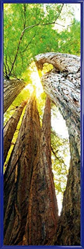 1art1 Wälder Poster Kunstdruck Bild und Kunststoff-Rahmen - Baumstämme, Lichtblick Nach Oben (91 x 30cm)