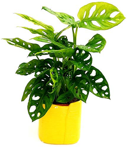POWERS TO FLOWERS - MONSTERA OBLIQUA MONKEY, PHYLODENDRON, IN VASO CERAMICA VERDE/GIALLO, pianta vera
