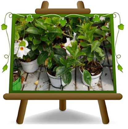 EURO PLANTS VIVAI Dipladenia Bianca Zierpflanze auf Topf 14 cm