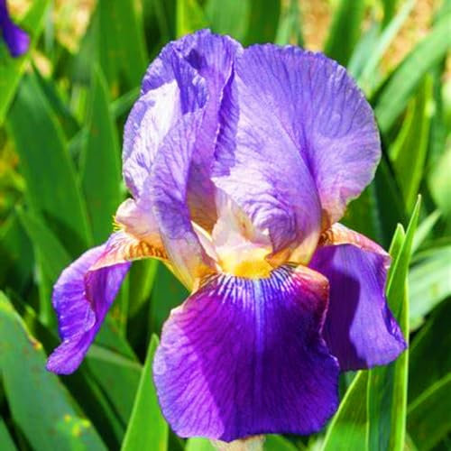 Iris Zwiebeln-Winterhart MehrjäHrig,Schwertlilien Winterhart Knoll,Iris Knollen Mix,Iris Blumenzwiebeln,Iris Pflanze,Iris Blumen,Bonsai Pflanze,Gartenblumen-15zwiebeln-c