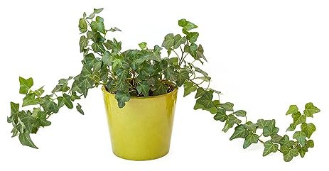 150 pcs efeu samen mehrjährig, Efeutute, green wall, pflanzen deko vine (Hedera nepalensis) hängepflanzen, zaun deko vines kletterpflanzen winterhart, deko pflanzen efeu