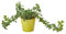 150 pcs efeu samen mehrjährig, Efeutute, green wall, pflanzen deko vine (Hedera nepalensis) hängepflanzen, zaun deko vines kletterpflanzen winterhart, deko pflanzen efeu