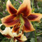 Lilium martagon zwiebeln,winterharte,lilien im topf,lilie riesen,lilien deko,lilien zwiebeln forever susan,lilie,duft lilien,lilien knollen,lilien zwiebeln winterhart mehrjährig.-2 zwiebeln-I