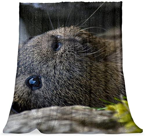TBOUOBT Überwurfdecke, Bettdecke, Komfort, weich, flauschig, für Jungen und Mädchen,Tierisches Murmeltier