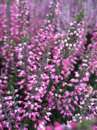 Scottish Heather Seeds Calluna vulgaris 36,000 by Pretty Wild Seeds