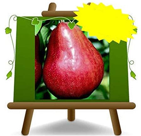 Poirier arbre de poires William rouge – Plante fruitière vieux porte greffe COT:BA. 29 sur pot 26 - albero max 190 cm - 4 ans