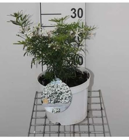 Choisya tern. 'White Dazzler'® - Oranger Du Mexique 25-30 cm en pot