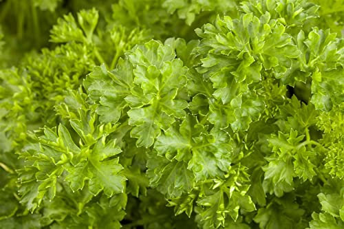 Petroselinum crispum ca. 9x9 cm Topf - Petersilie, aromatische Blätter, ideal für Küche und Balkon, bienenfreundlich, pflegeleicht
