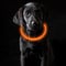 Coolzon LED Leuchthalsband Hundehalsband Aufladbar, Wasserdicht 3 Modi, Leuchtband Halsband Längenverstellbareres Super Helle Kalsband Katze und Hunde Klein Groß Mittel, Orange