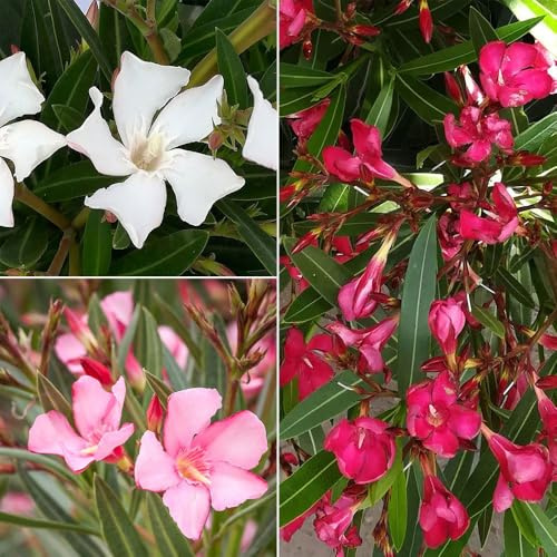Oleander 'Trio', bunt, Topf-Ø 33 cm, Höhe ca. 100cm