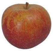 Boskoop Äpfel vom Bodensee säuerlich 10 kg Kiste Neue Ernte Deutschland 2021